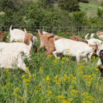 a group of goats in a field