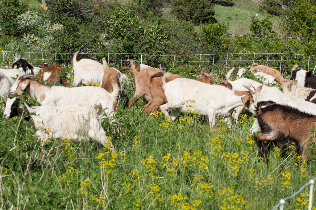 a group of goats in a field