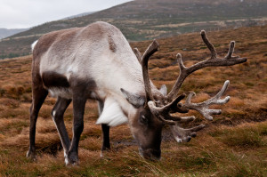 a reindeer with antlers grazing on grass