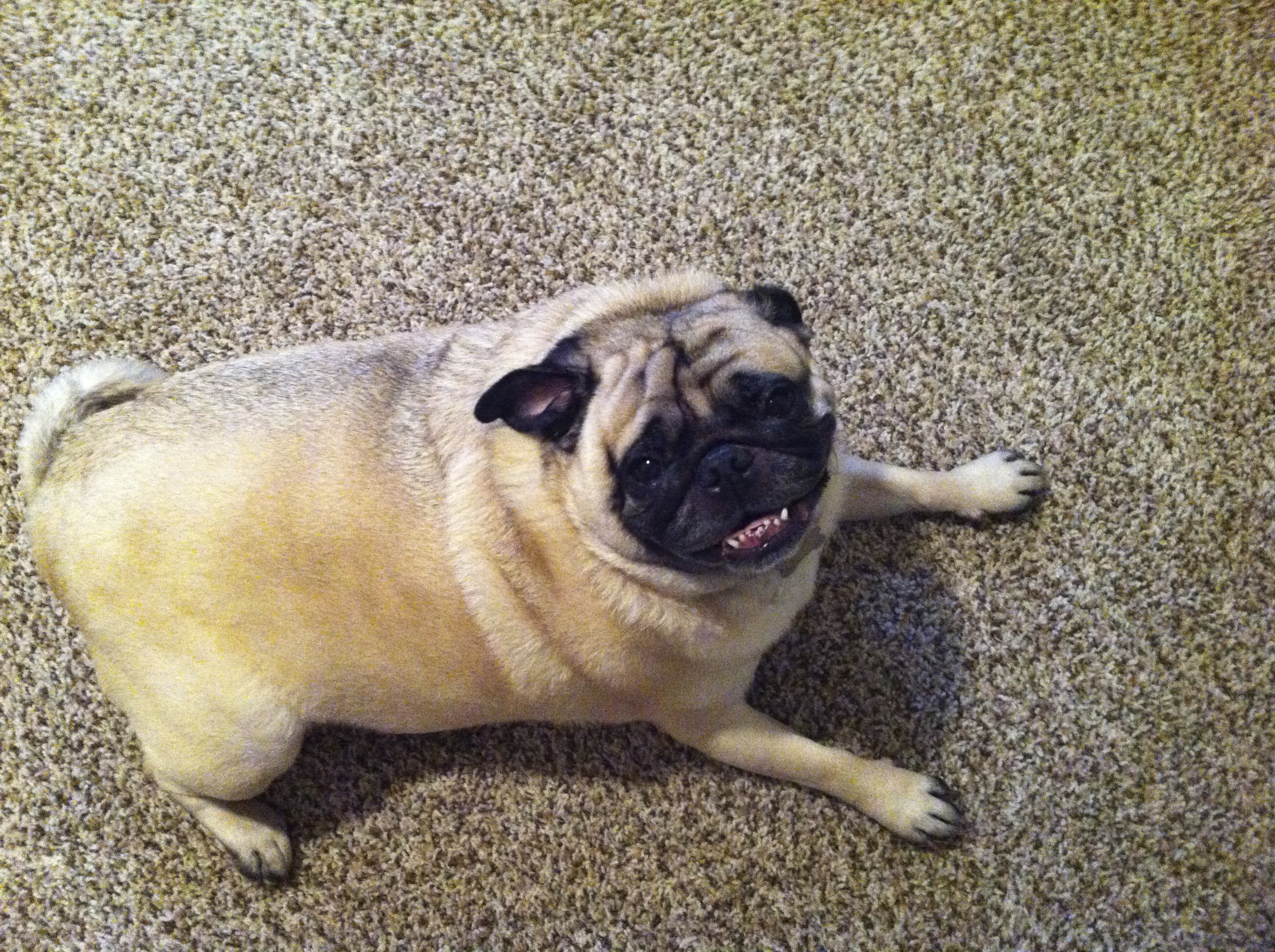a dog lying on carpet