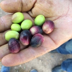 a hand holding a handful of olives