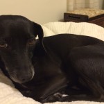 a black dog lying on a white blanket