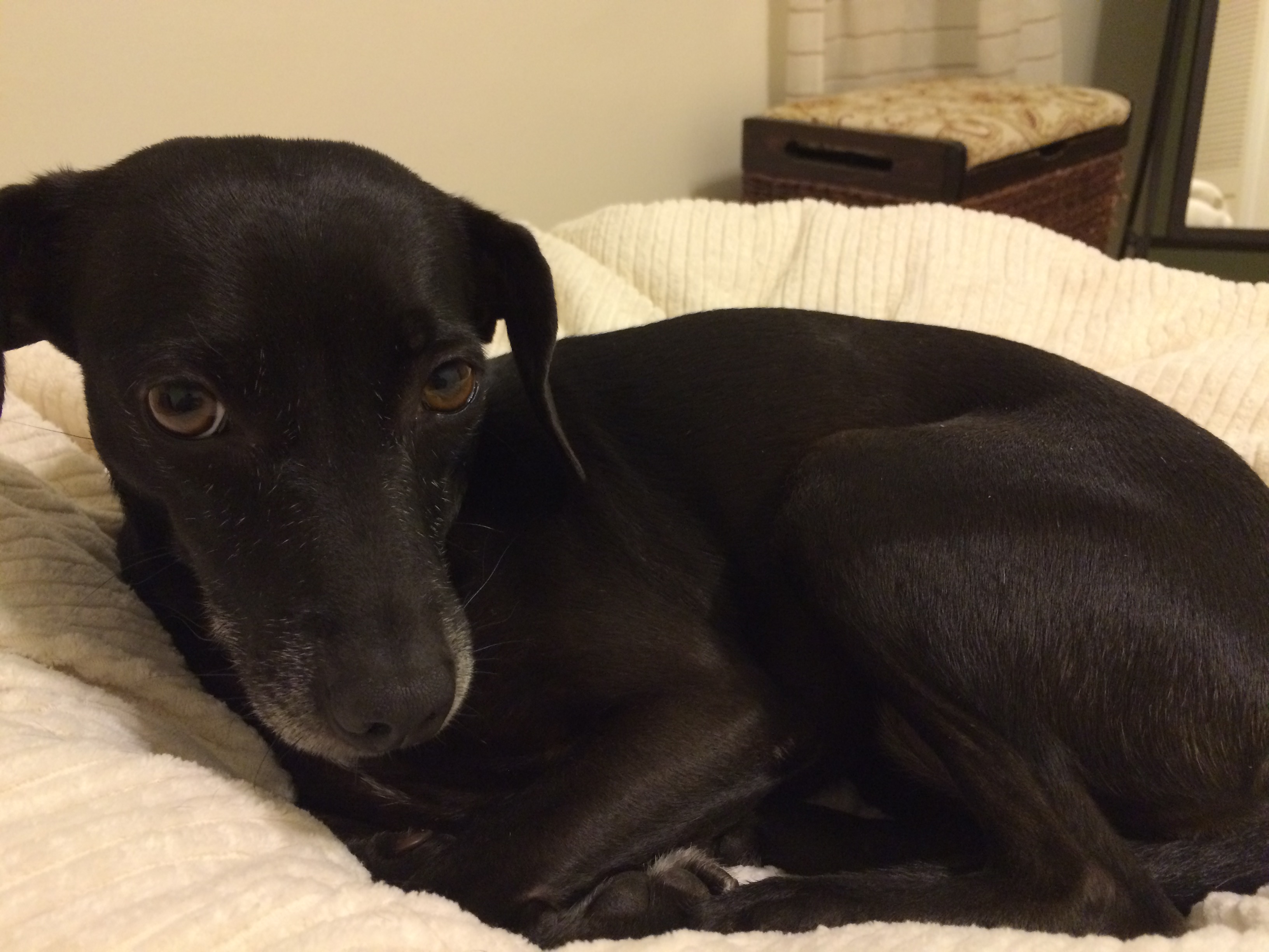 a black dog lying on a white blanket