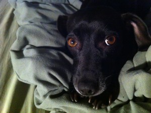 a black dog lying on a blanket