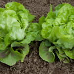 a close up of some lettuce