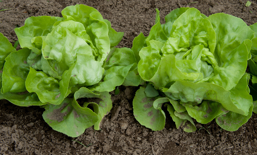 a close up of some lettuce