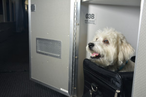 a dog sitting in a suitcase